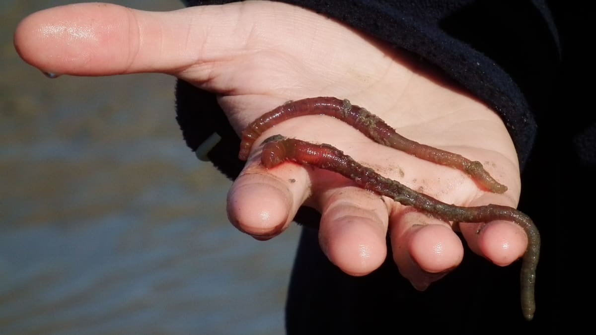 Mořský červ druhu Acenicola marina