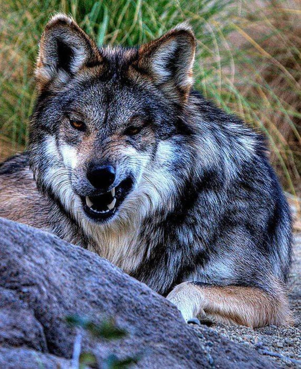 Krása vlků - Obrázek 2