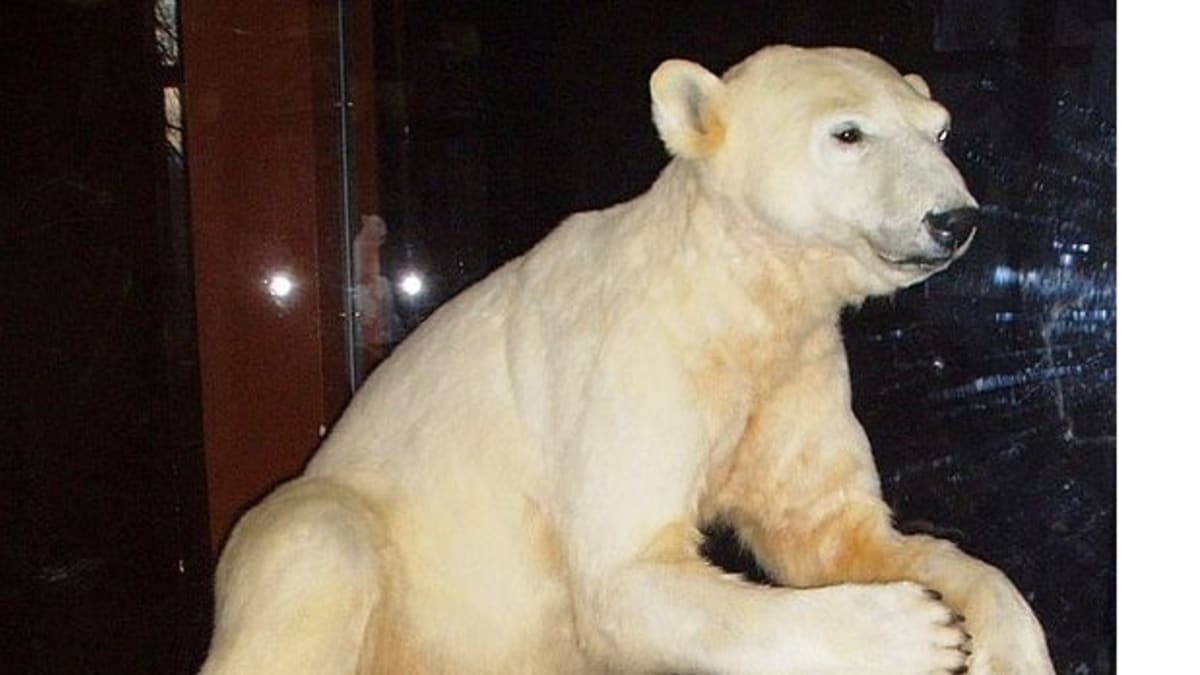 Dnes je Knut vycpaný v berlínském Přírodovědeckém muzeu. FOTO: Wikimedia Commons.