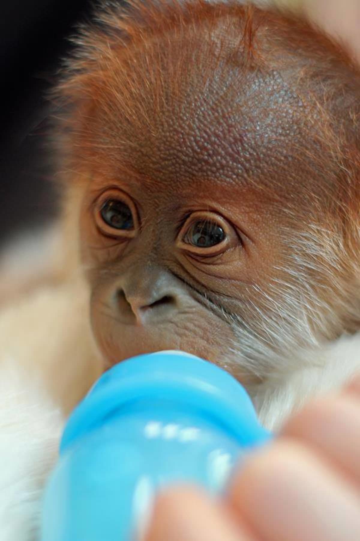 Novorozený orangutan z Berlína - Obrázek 4