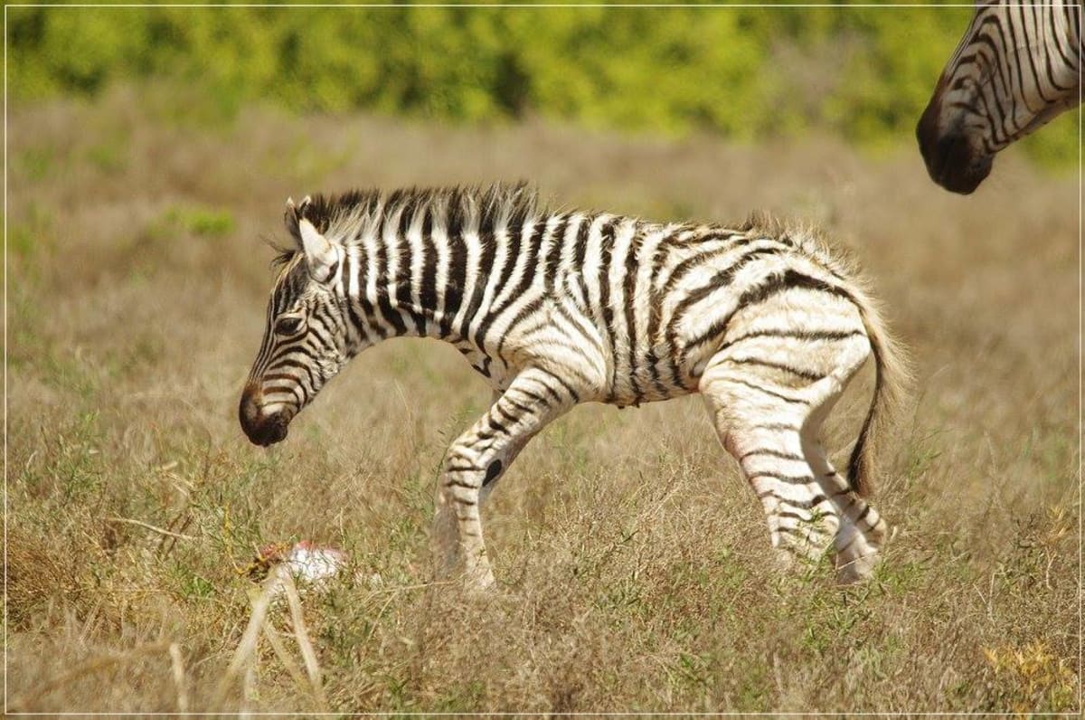 Jak rychle dokáže mládě zebry vstát poté, co se narodí?! - Obrázek 4