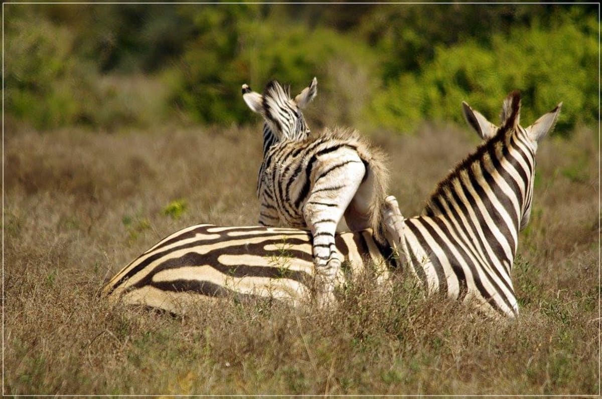 Jak rychle dokáže mládě zebry vstát poté, co se narodí?! - Obrázek 7