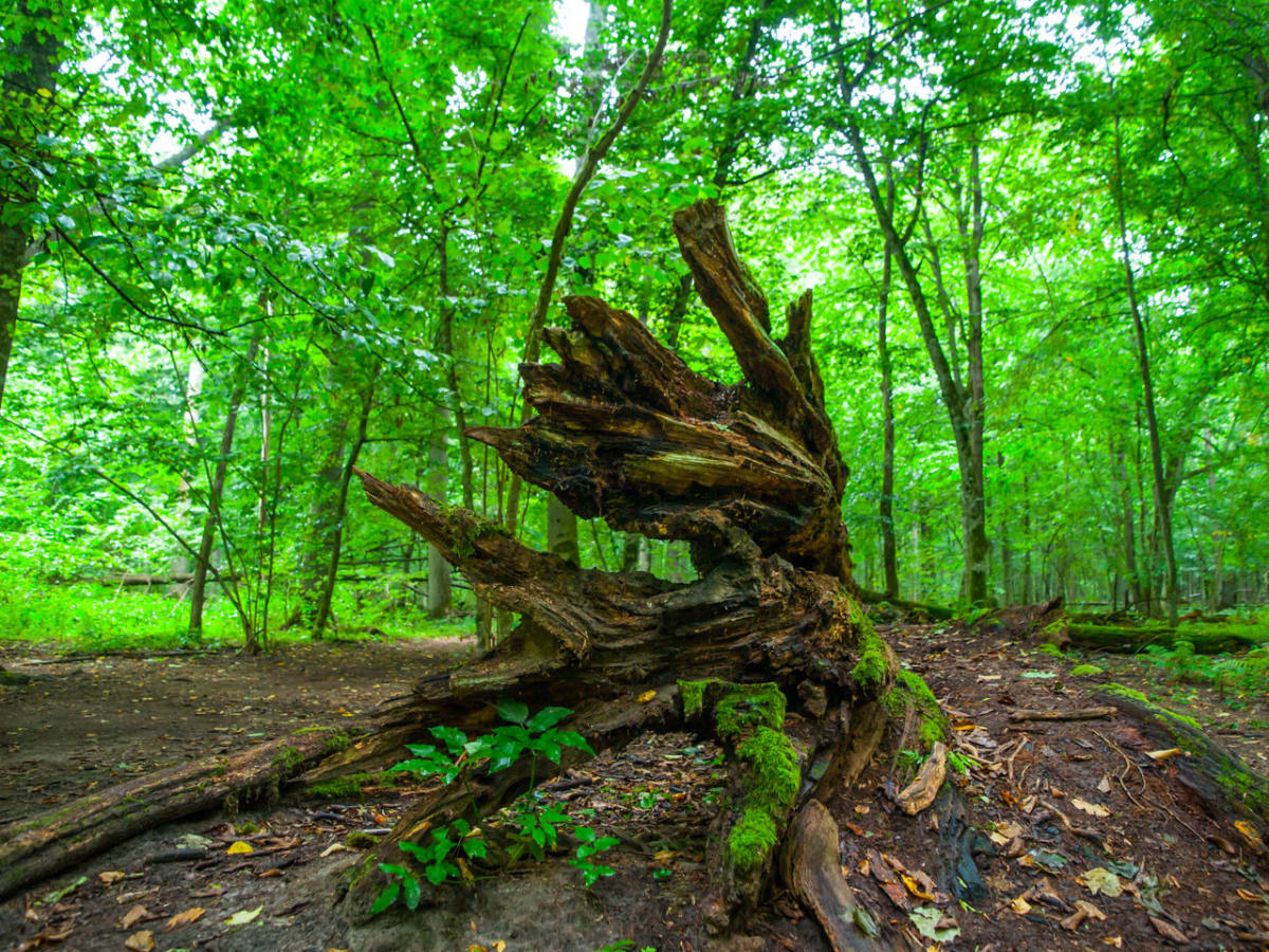 Magický Bělověžský prales - Obrázek 6