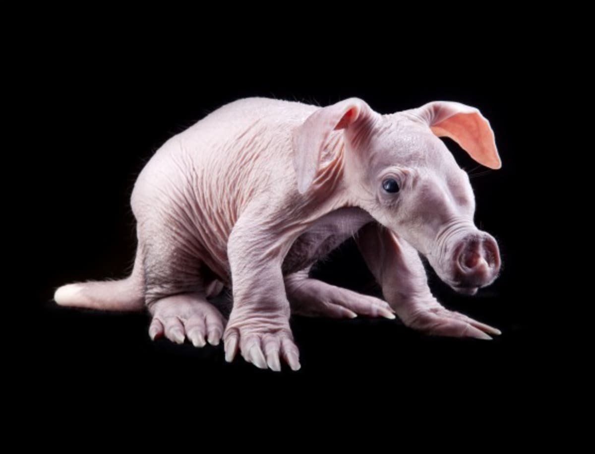 Anglické jméno aardvark pochází z afrikánštiny a znamená „(pod)zemní sele“