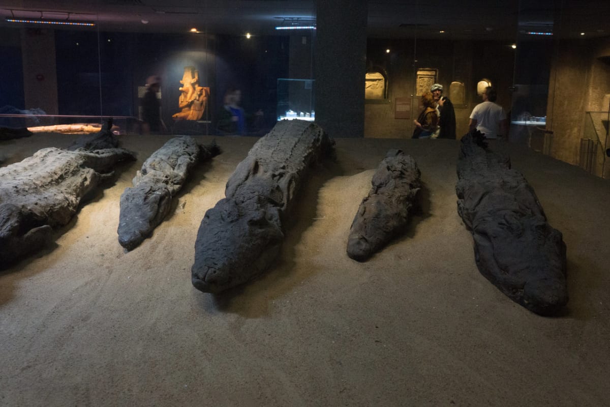 Mumifikovaní krokodýli