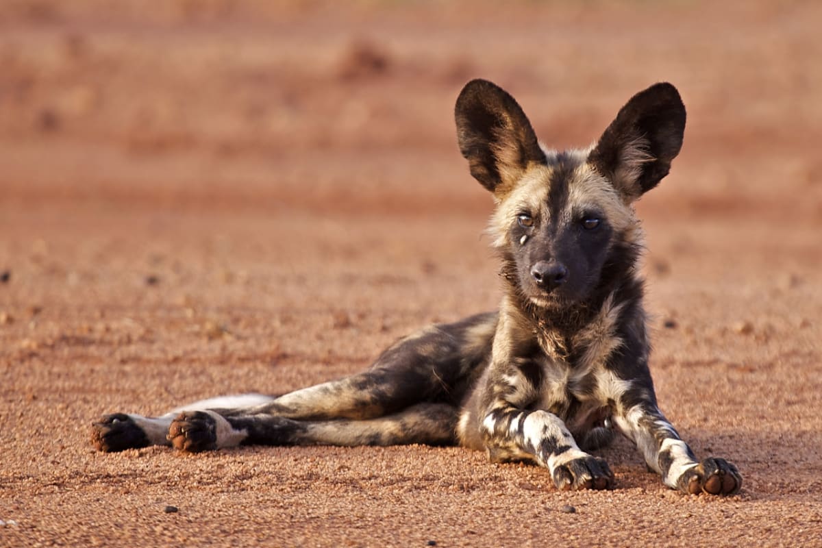 Stejně jako ostatní psovití je i pes hyenovitý vysoce společenské zvíře, které žije ve smečkách tvořených 6, někdy až 90 jedinci