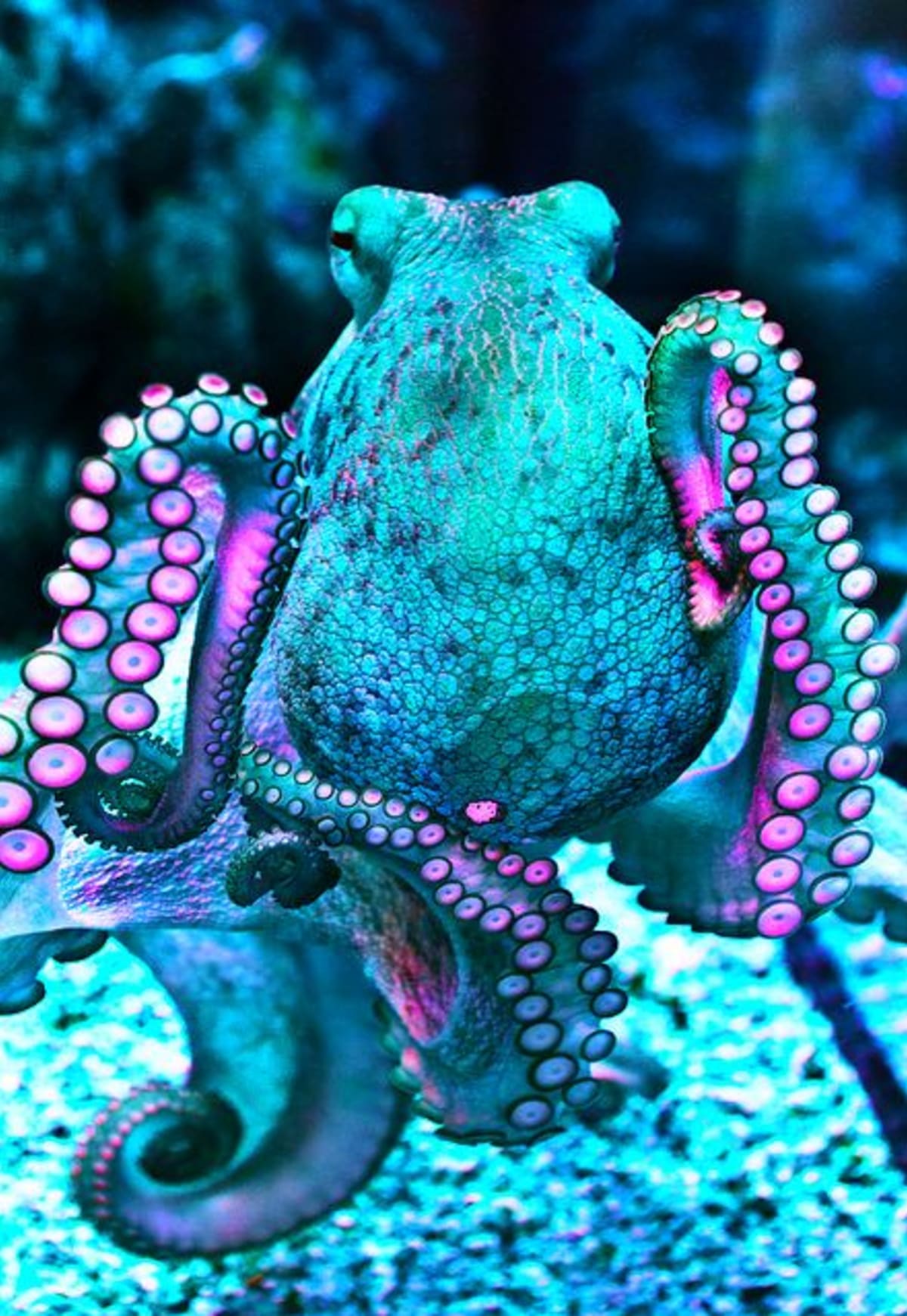 Krásná a smrtící chapadla chobotnic - Obrázek 5