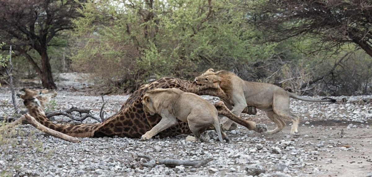 Dva lvi proti jedné žirafě - Obrázek 6