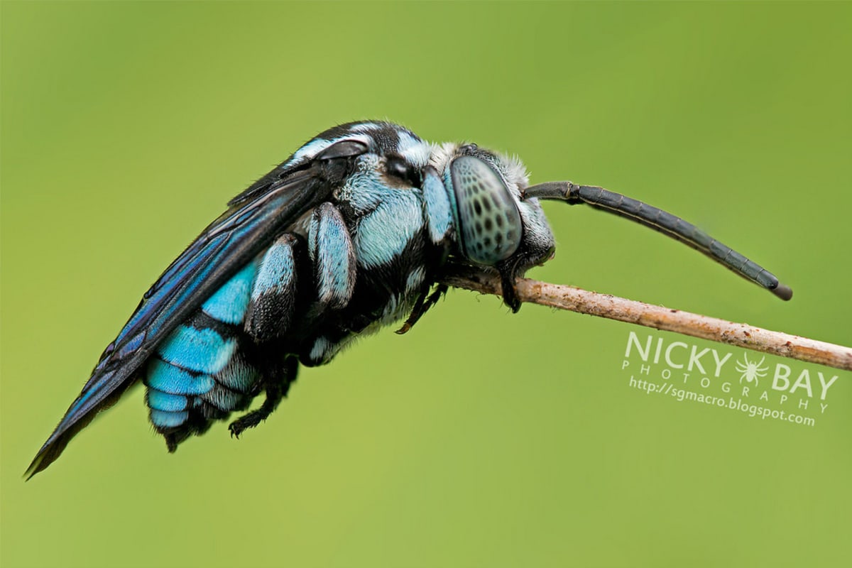 Nejkrásnější hmyz Singapuru - Obrázek 6