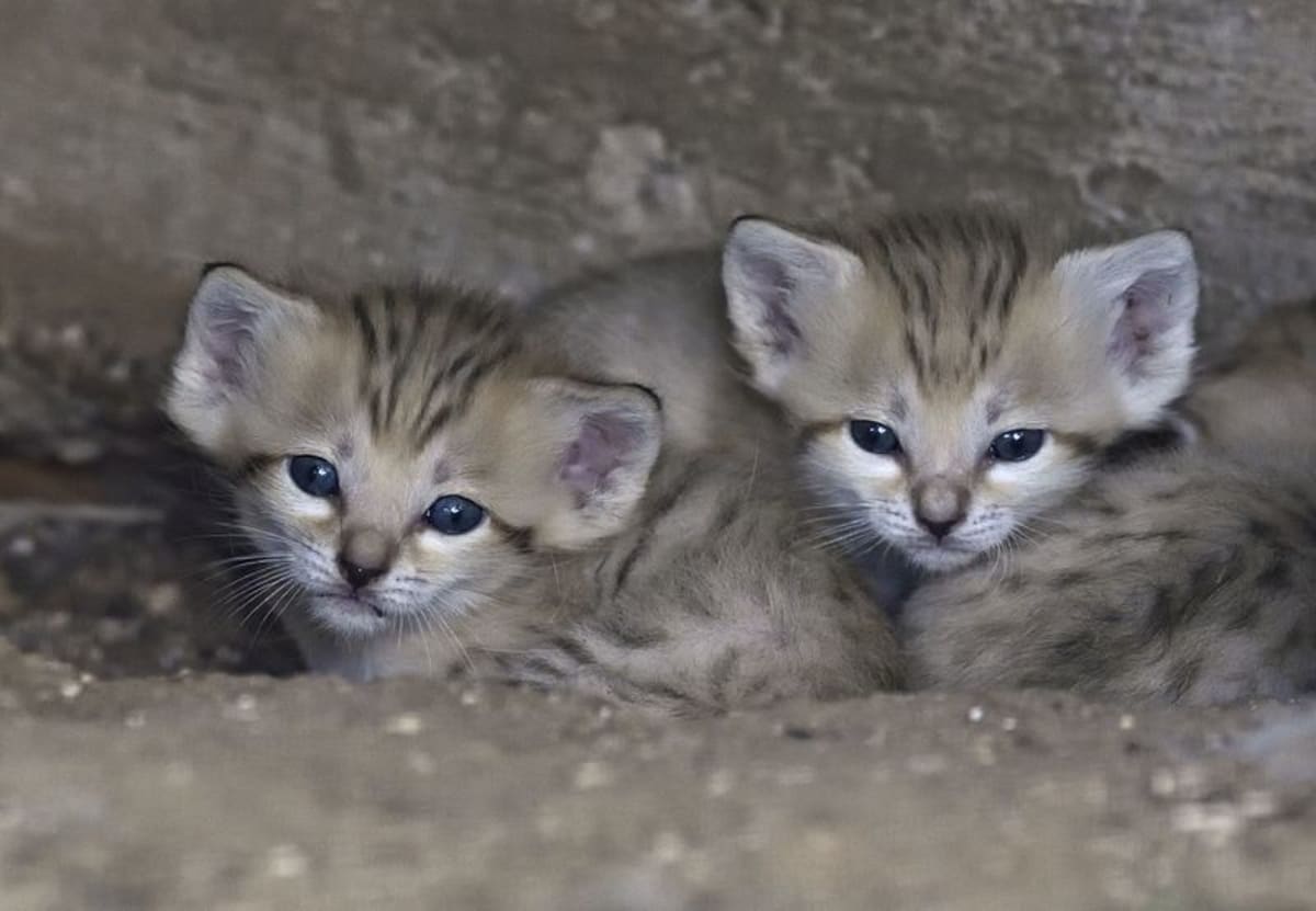 Mláďata kočky pouštní jsou nádherná! - Obrázek 4