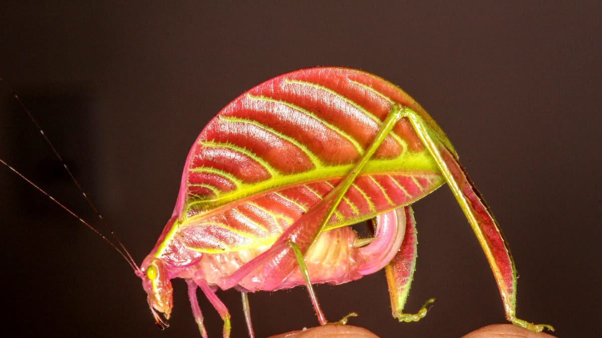 Kobylka druhu Eulophophyllum kirki se maskuje za list