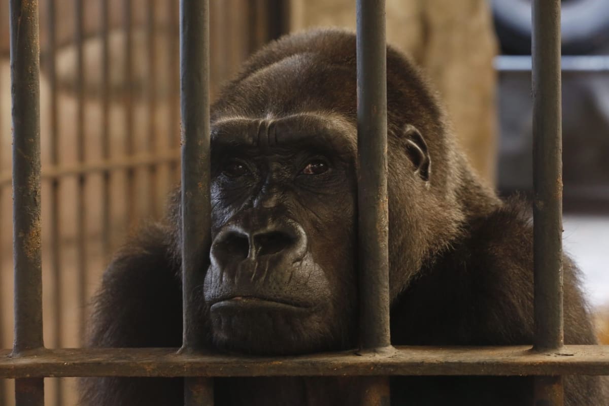 Za mřížemi. Gorila v thajské zoo...