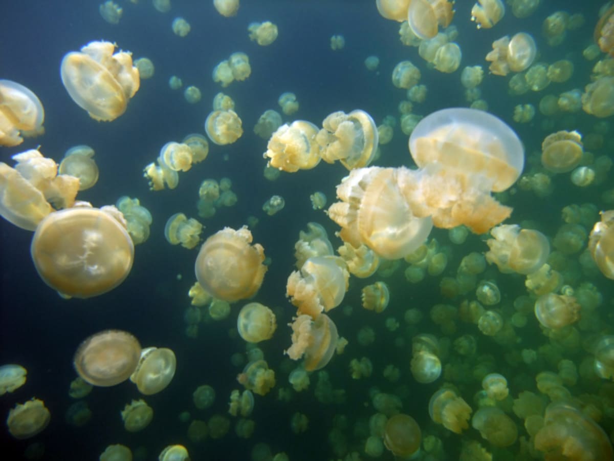Hejna medúz sice vypadají nádherně, ale pro potápěče i koupající se představují riziko...