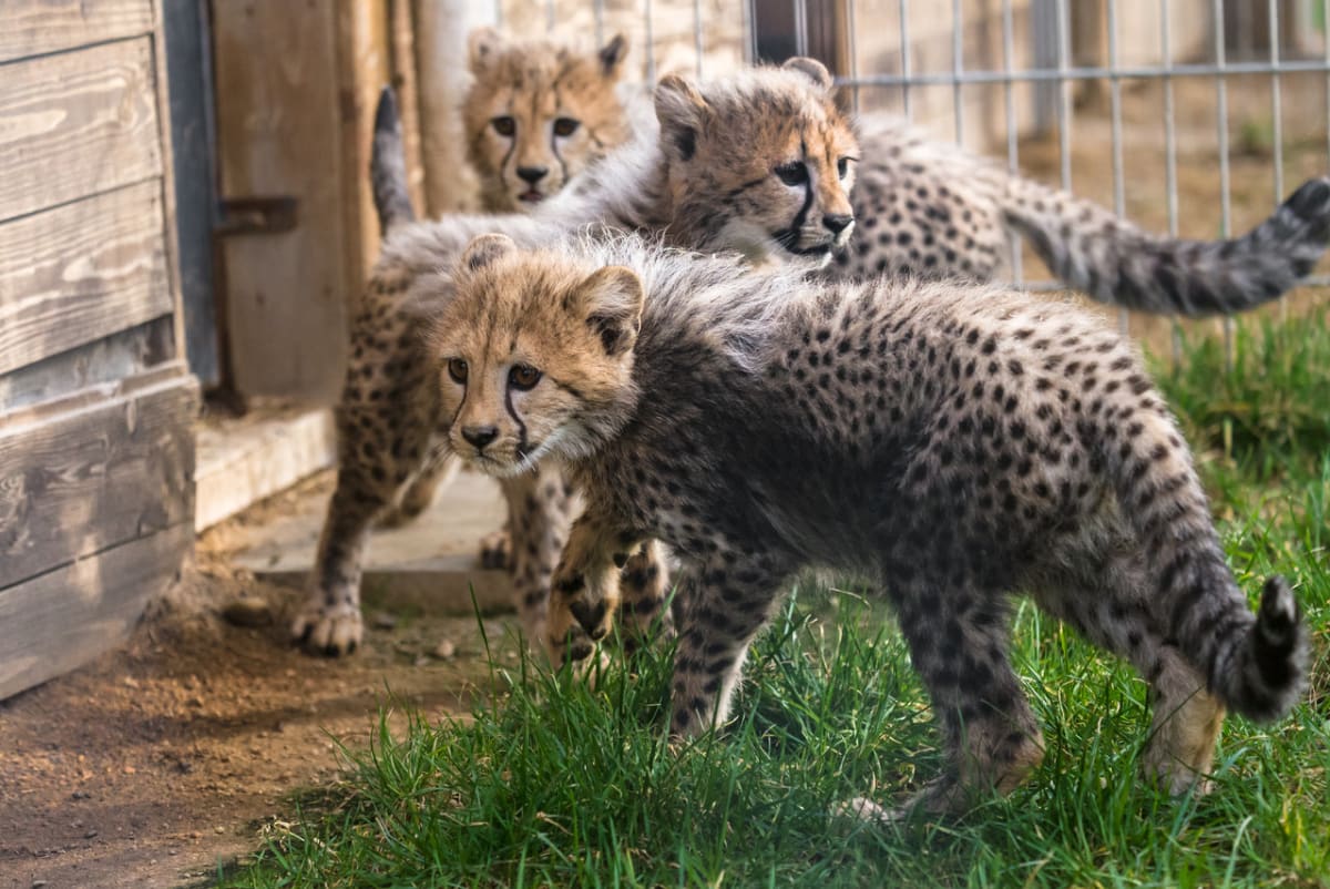 Gepardí mláďata v Zoo Praha - Obrázek 6