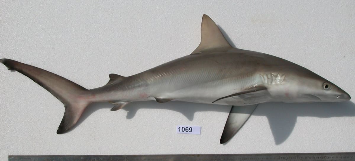 Žralok spanilý Carcharhinus amblyrhynchos