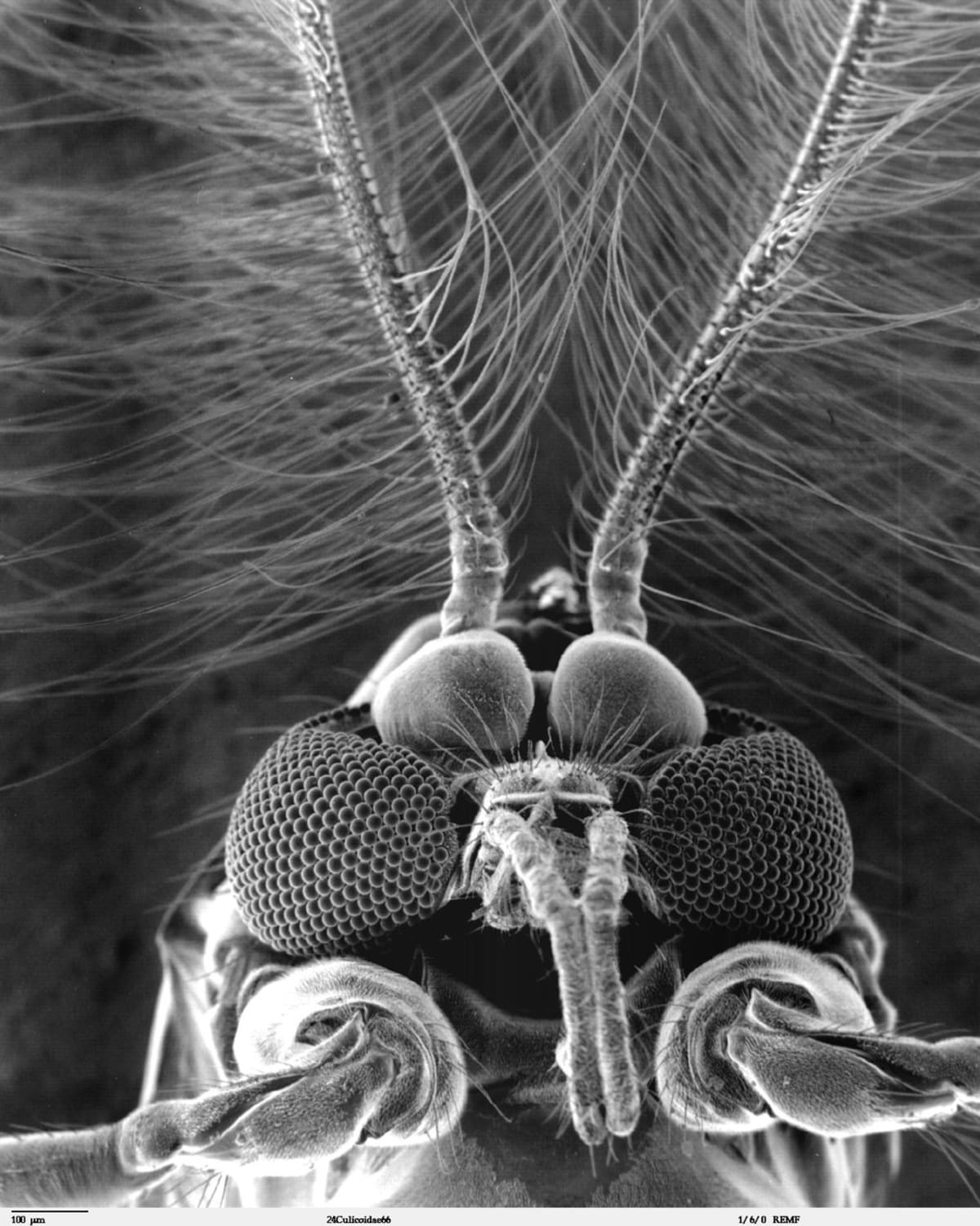 Nejpodivnější hlavy hmyzu zblízka - Obrázek 3