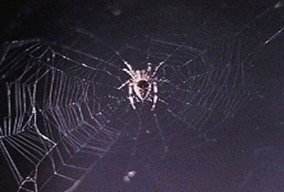 Takhle vypadá první síť, kterou si pavouk utkal na palubě ISS