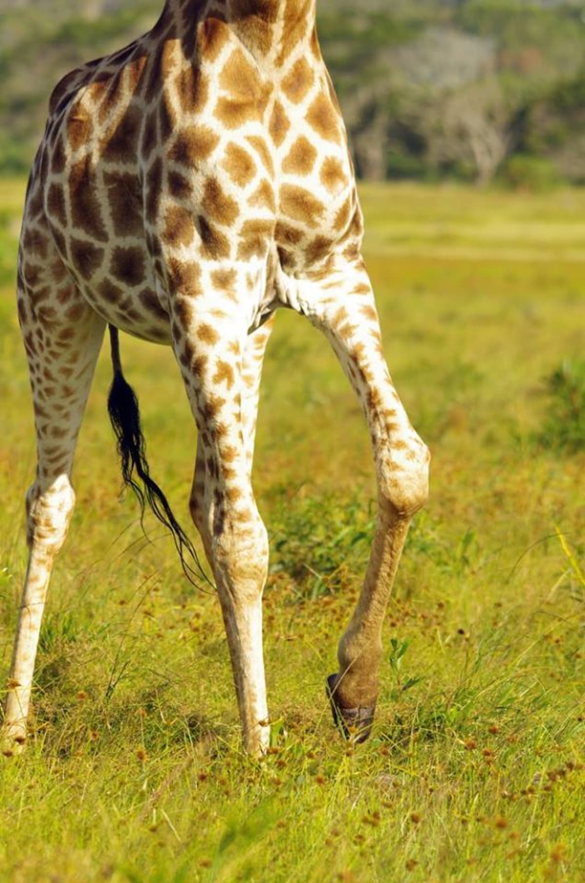 GALERIE: Porod žirafy v přímém přenosu! - Obrázek 8