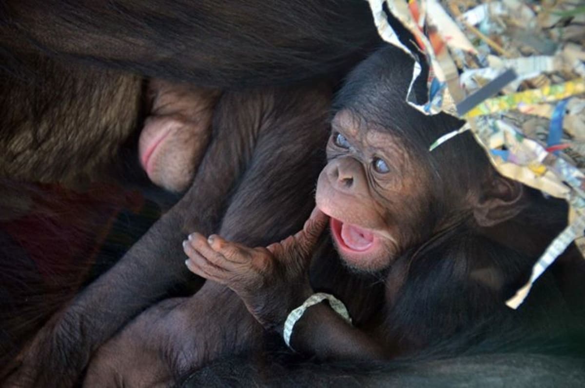 Novorozená šimpanzí dvojčata - Obrázek 5