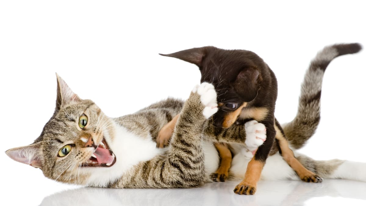 Bojují spolu kočky a psi?