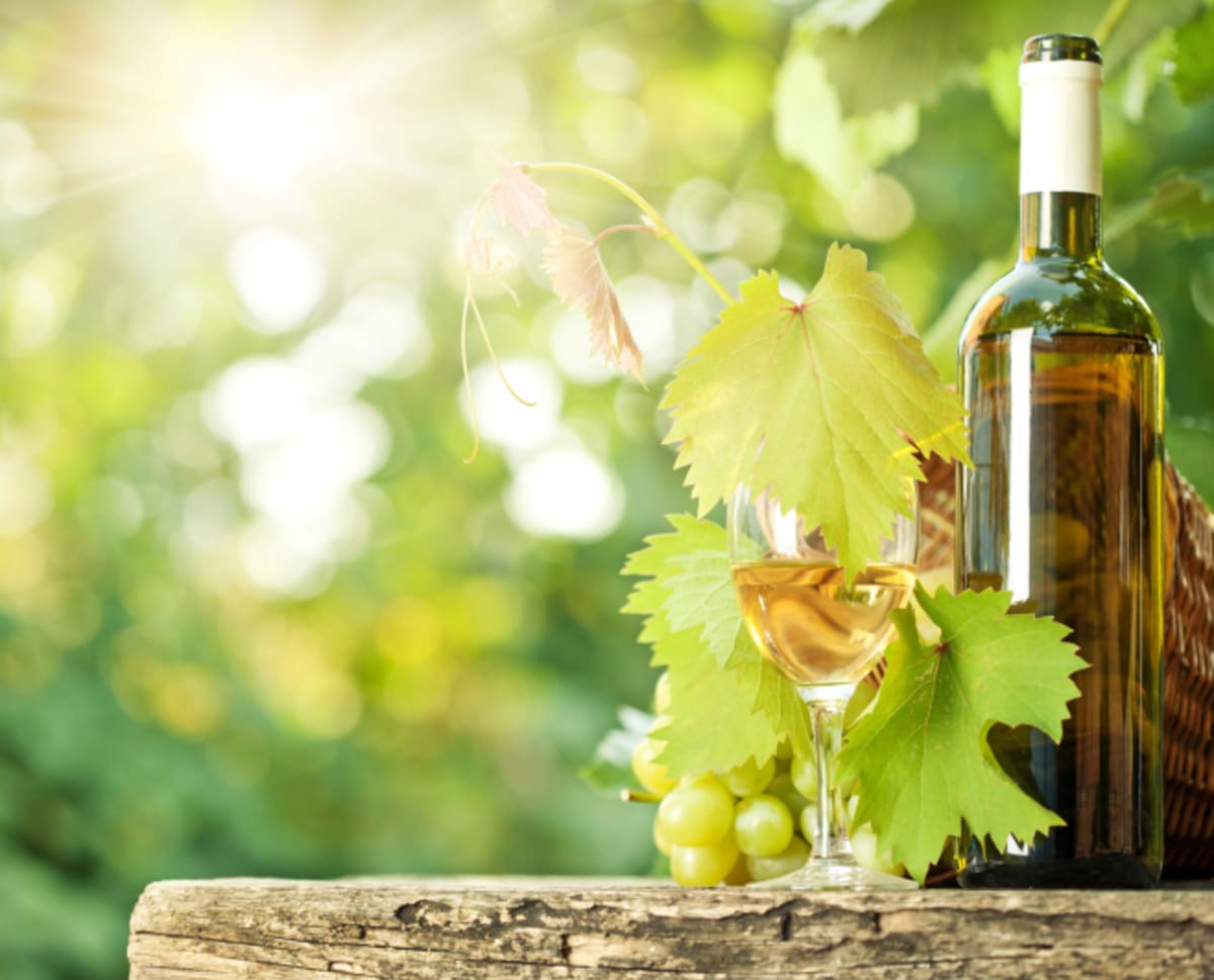 Víno a vinobraní