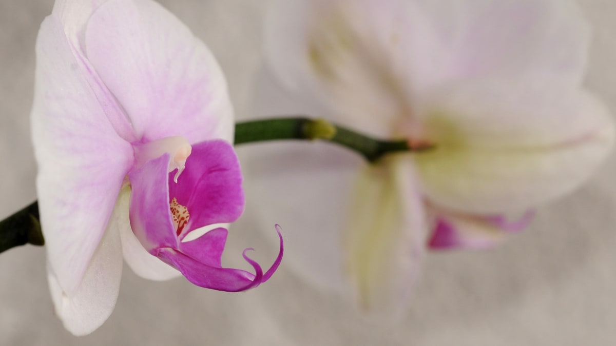 Kultivar orchideje rodu Phalaenopsis