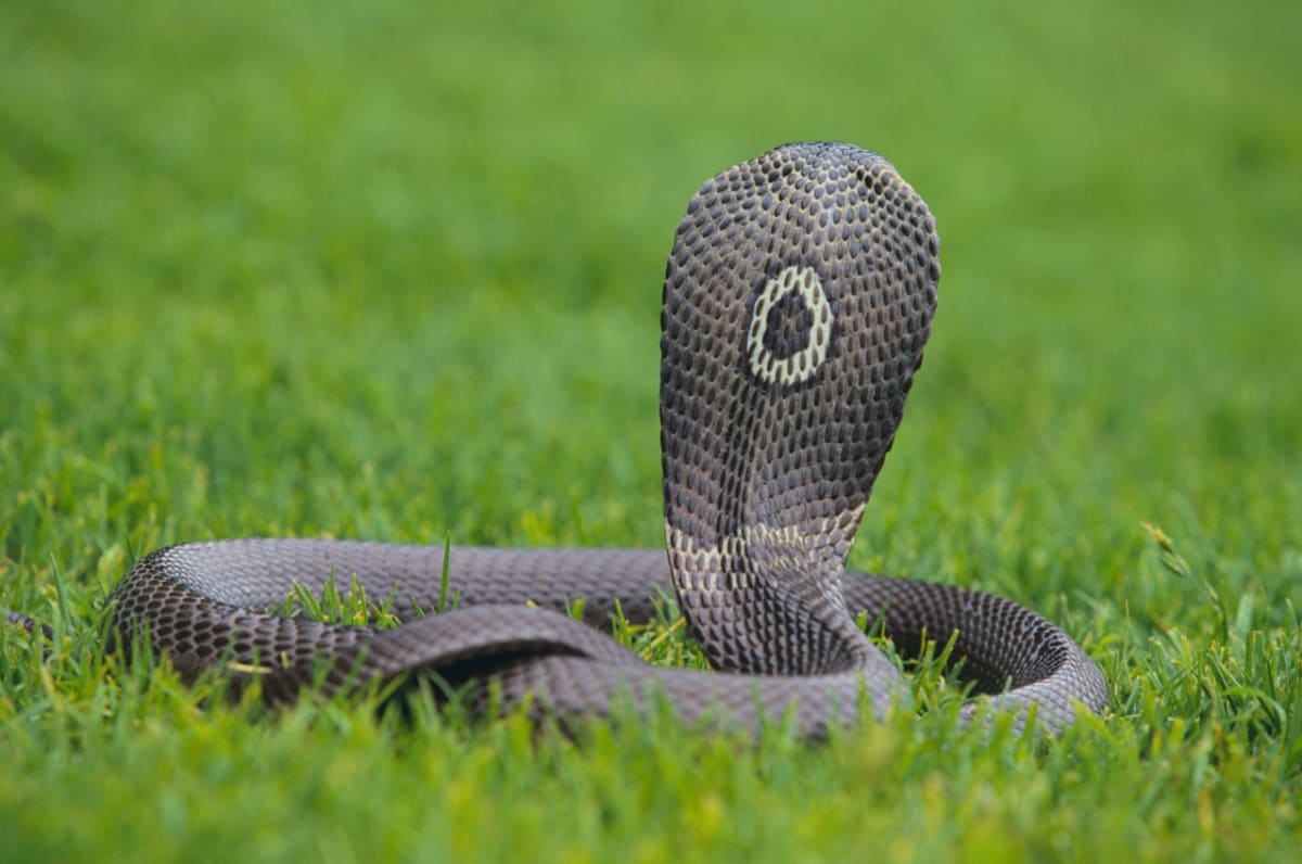 Slovo kobra představuje české rodové jméno pro více rodů dle vědecké klasifikace