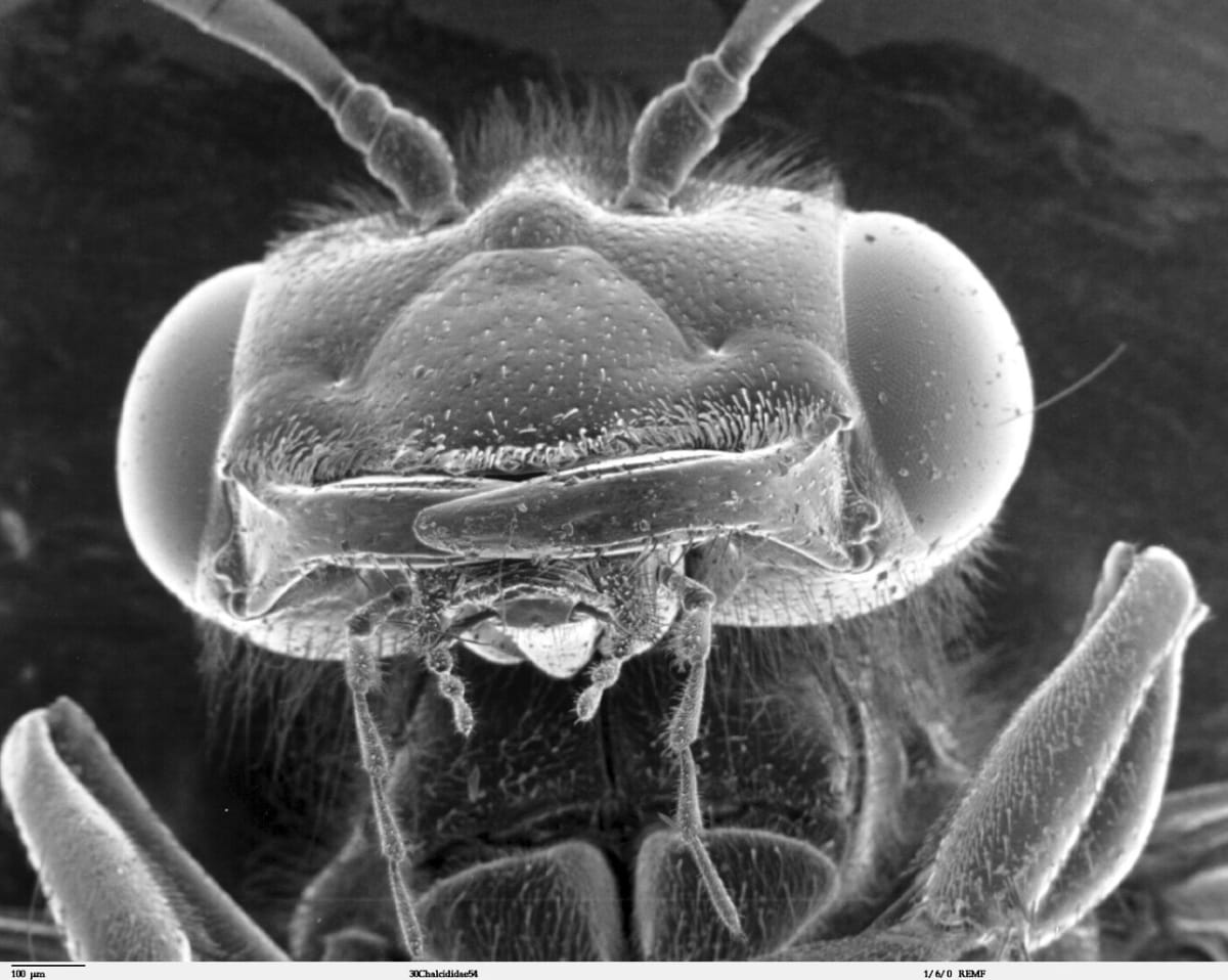 Nejpodivnější hlavy hmyzu zblízka - Obrázek 10