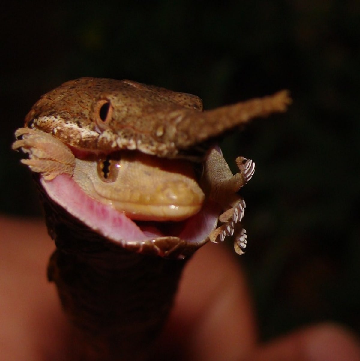 Langaha listonohá - bizarní hadí krasavice z Madagaskaru - Obrázek 7
