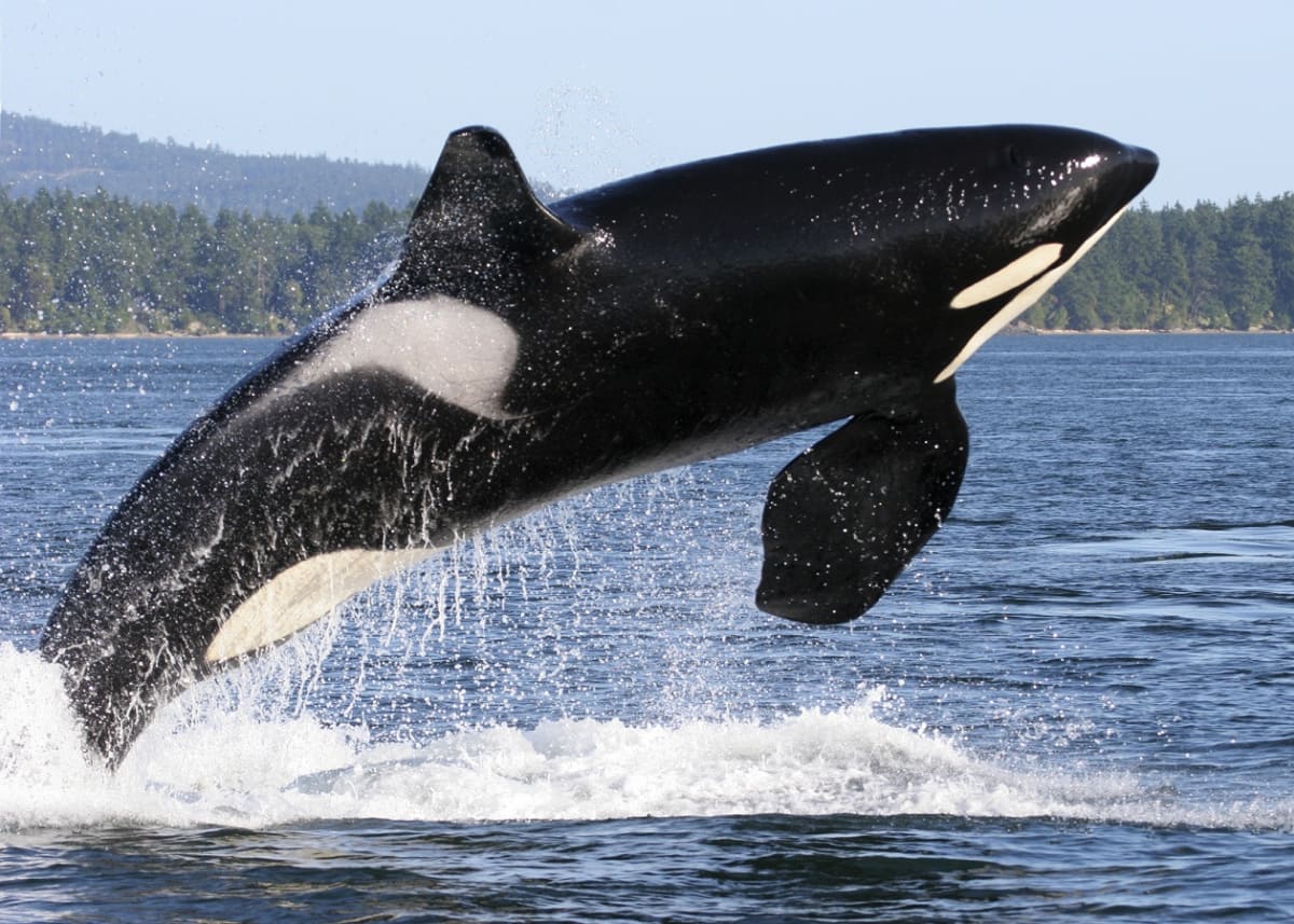 Jméno "Orca" dali tomuto savci již staří Římané - Orcino znamalo Peklo.FOTO: Thinkstock