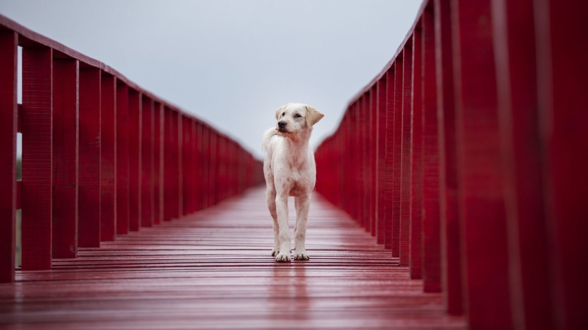 Pes na mostě - ilustrační fotka
