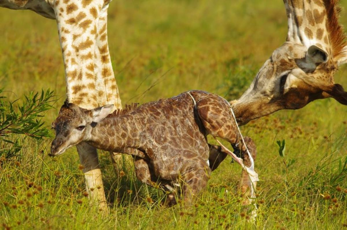 GALERIE: Porod žirafy v přímém přenosu! - Obrázek 9