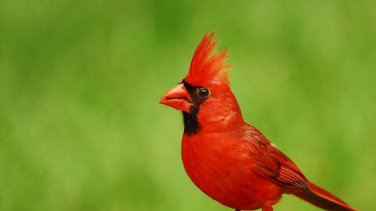 Rudý  pták