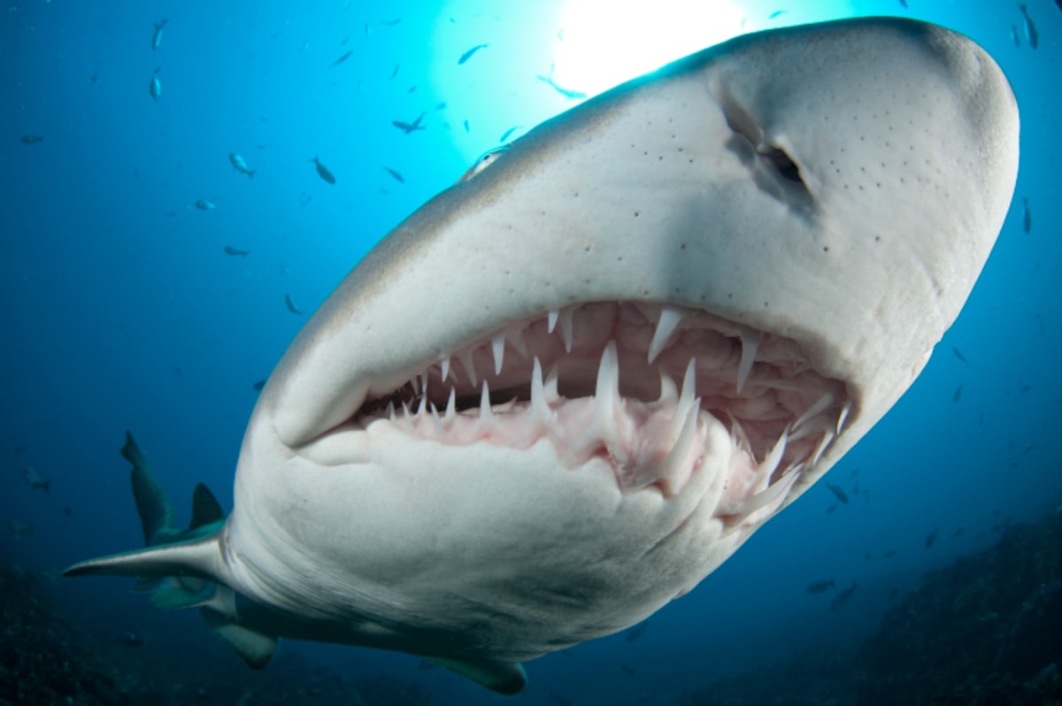 Tlama tygřího žraloka