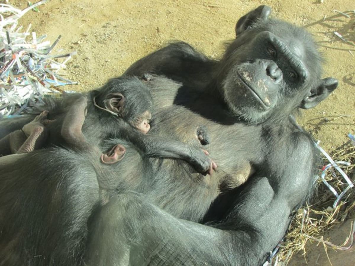Novorozená šimpanzí dvojčata - Obrázek 6