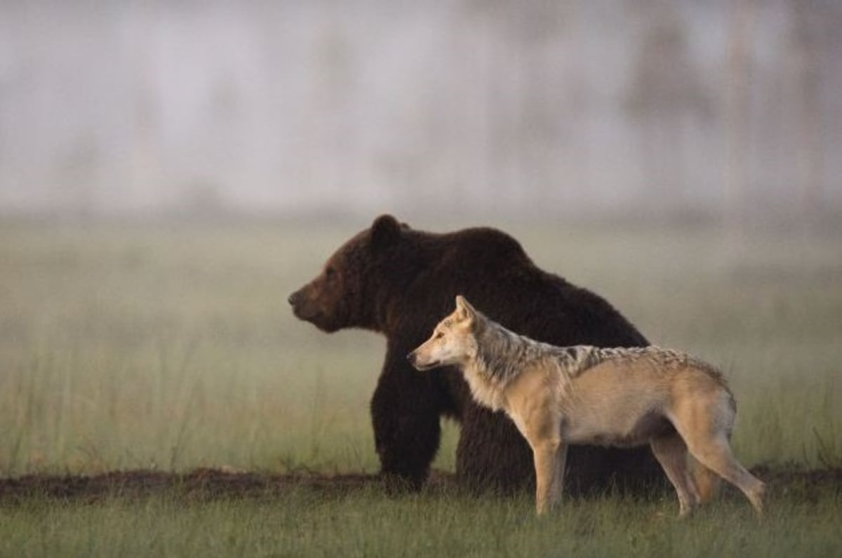 Vlk a medvěd