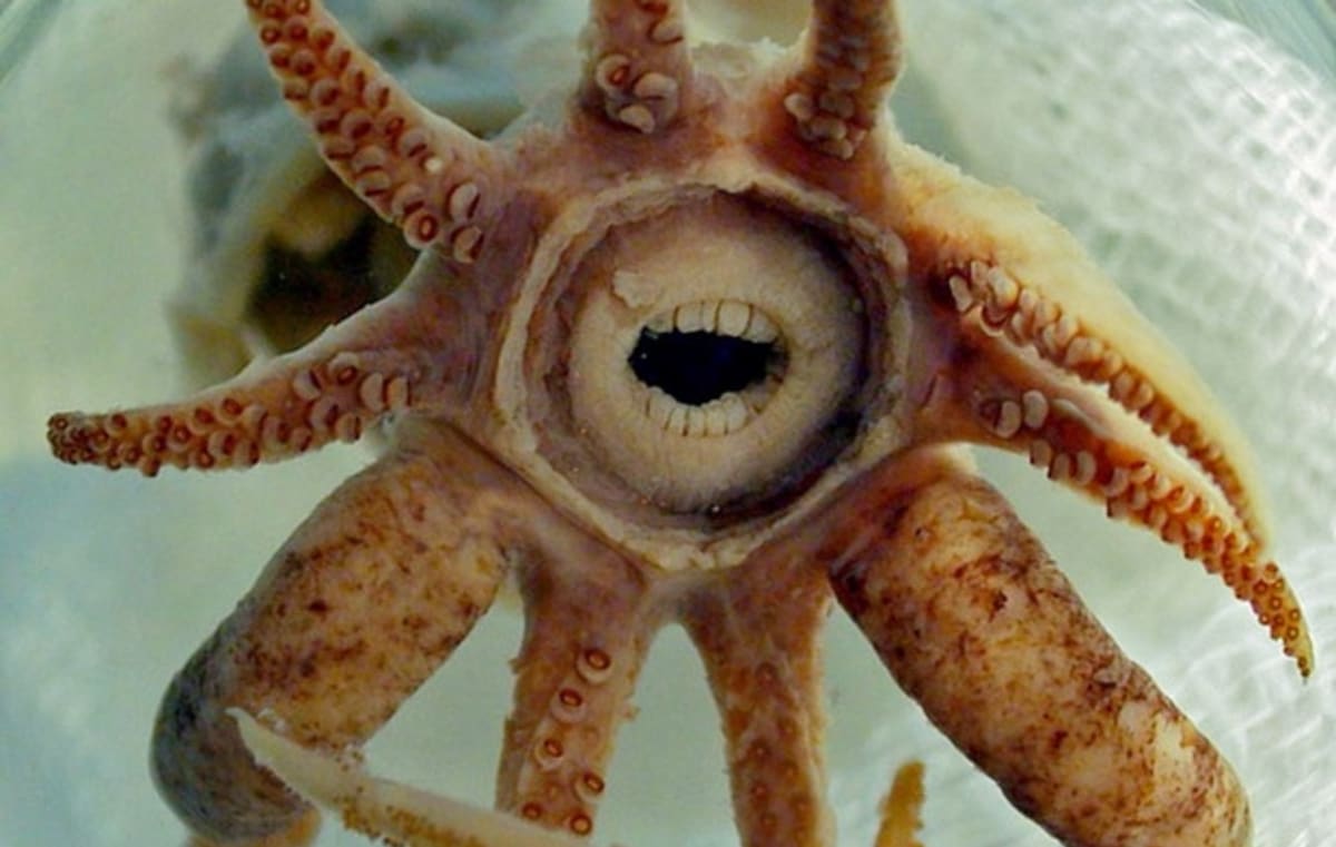 Zvláštní zuby z říše zvířat - chobotnice Promacthoteuthis sulcus