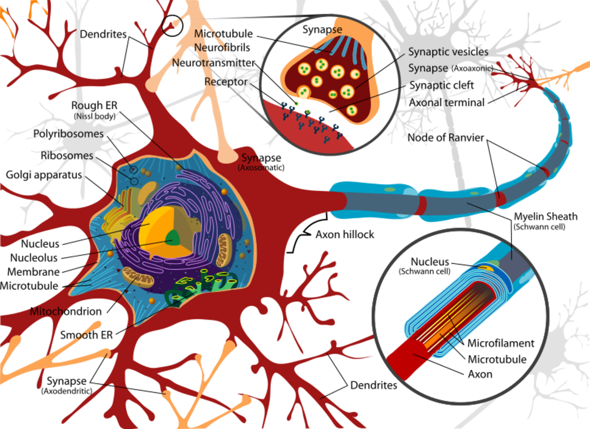 Schéma neuronu