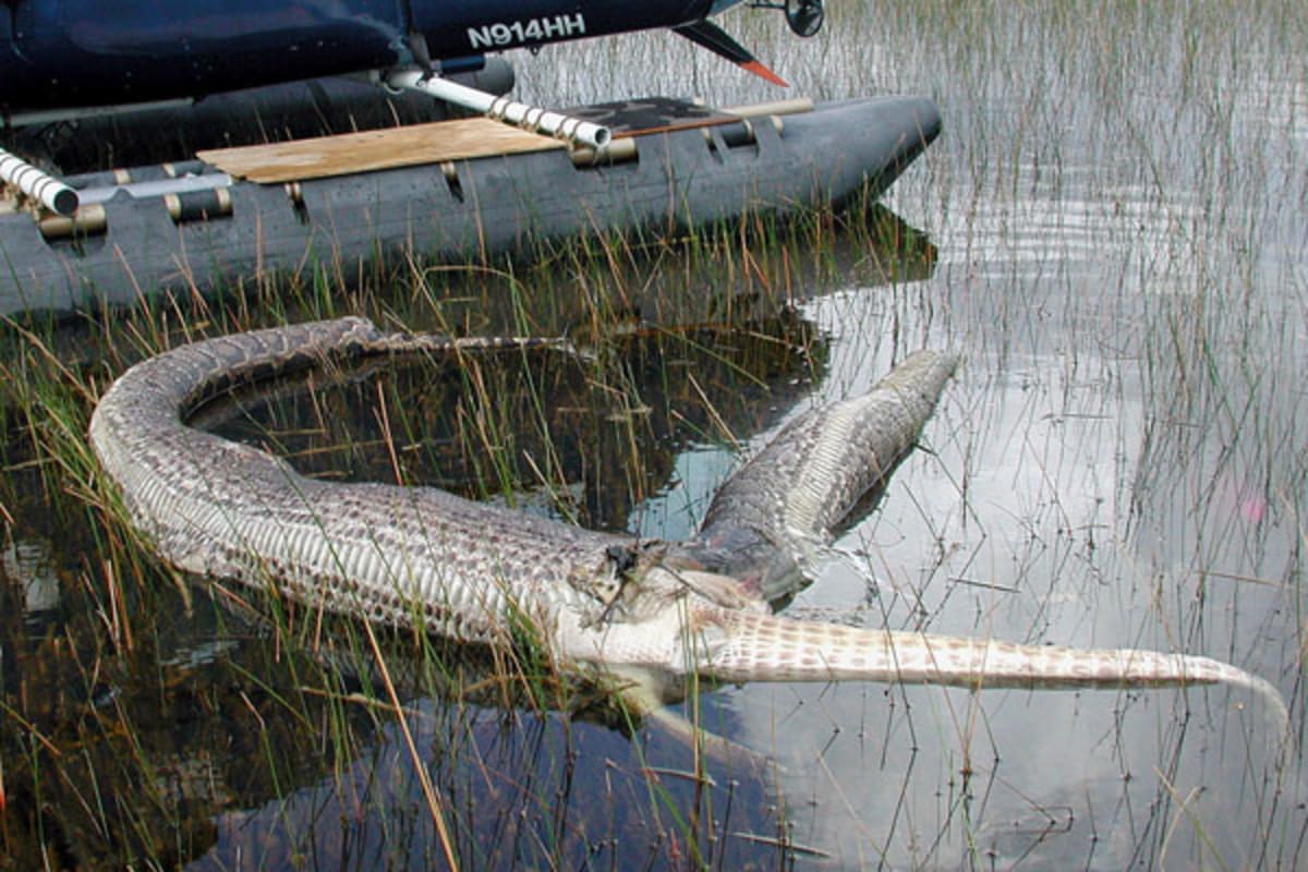 V USA sežrala krajta dokonce i menšího aligátora