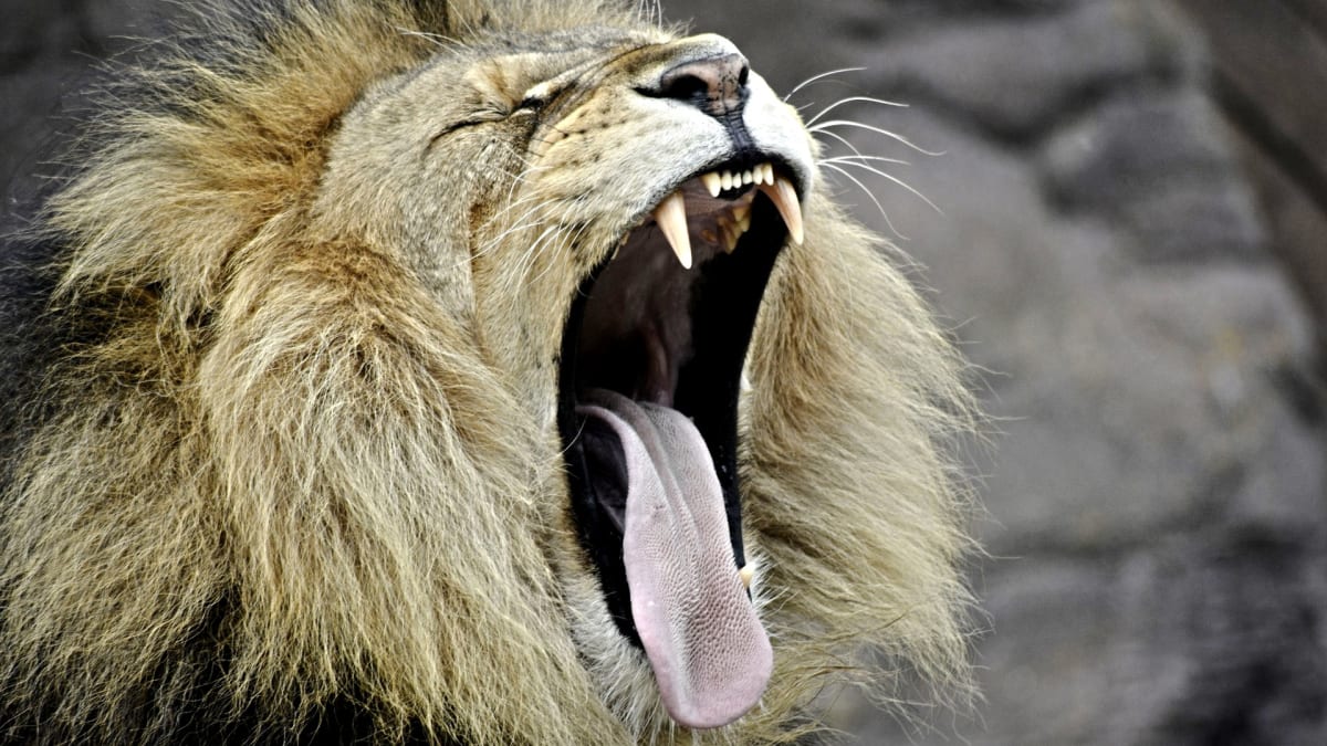 Sledujte drsnost lvího jazyka - dost se hodí při olizování kostí