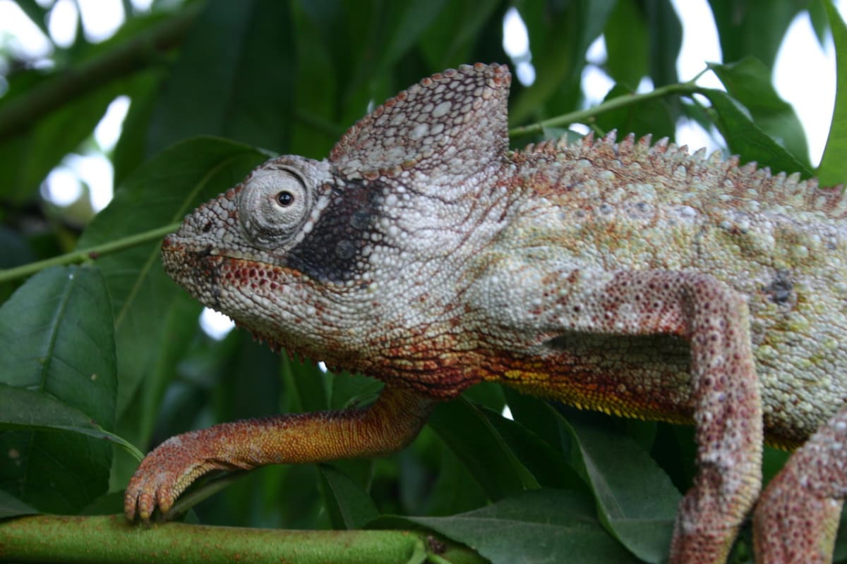 Madagaskar - země chameleonů