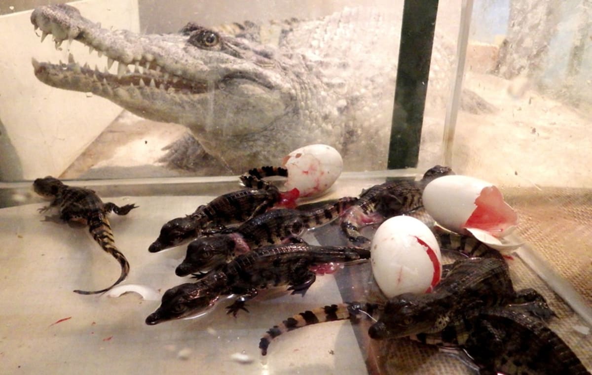 Krokodýli filipínští z Protivína - Obrázek 2