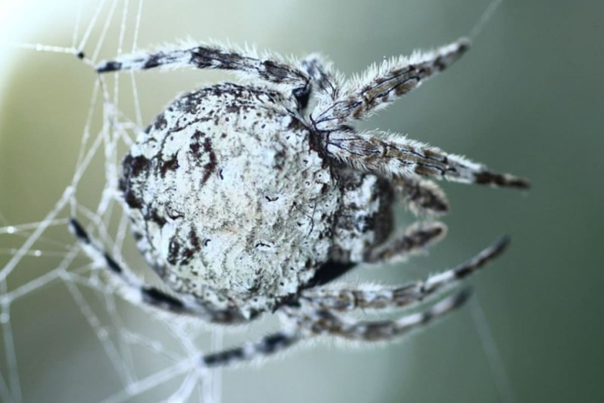 Jedny z největších pavoučích sítí na světě tká pavouk křižák Caerostris darwini