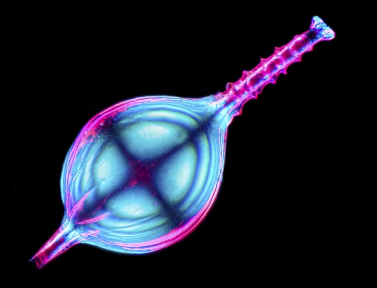 Mikroskopická fotografie pouhý milimetr dlouhého mořského prvoka dírkonošce
