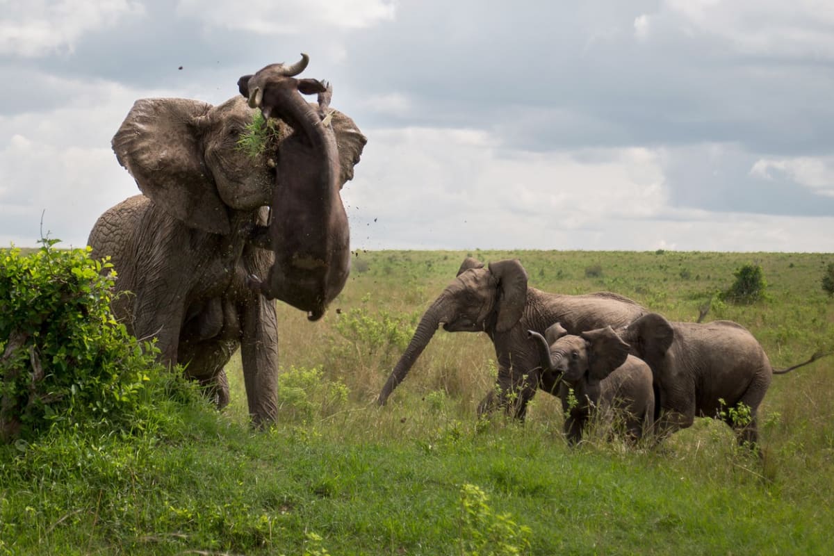 Rozzuřená slonice ochránila svá mláďata - Obrázek 1