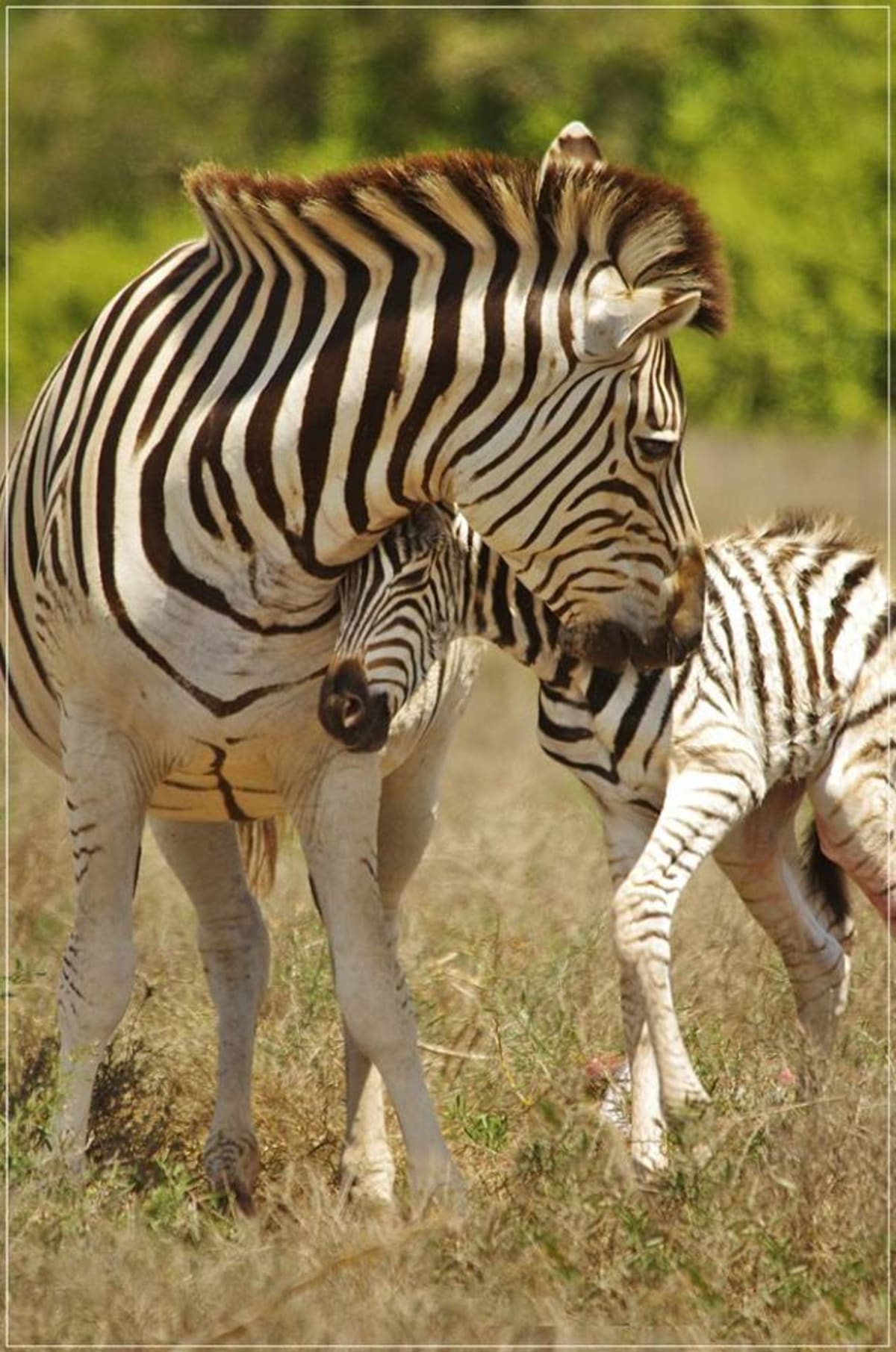 Jak rychle dokáže mládě zebry vstát poté, co se narodí?! - Obrázek 9
