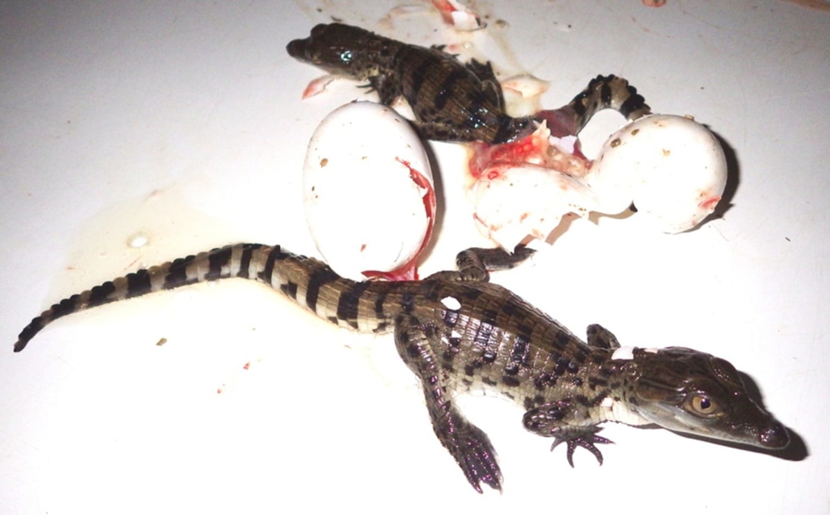 Krokodýli filipínští z Protivína - Obrázek 3