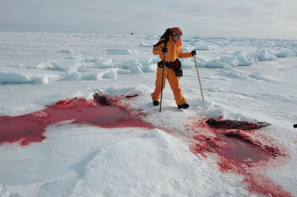 Vybíjení tuleňů v Kanadě - Obrázek 5