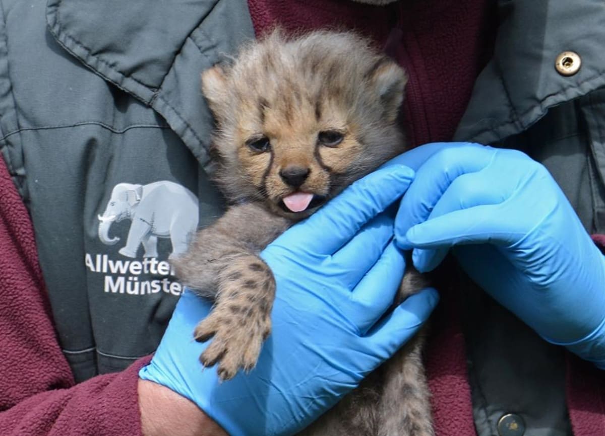 Gepardice v Munsteru porodila sedm mláďat! - Obrázek 6