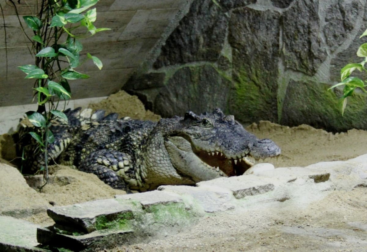 Krokodýli siamští z Protivína - Obrázek 2